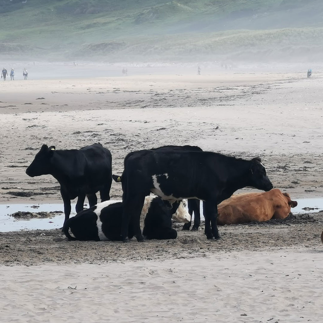 Cows on the beach of White Bay Park